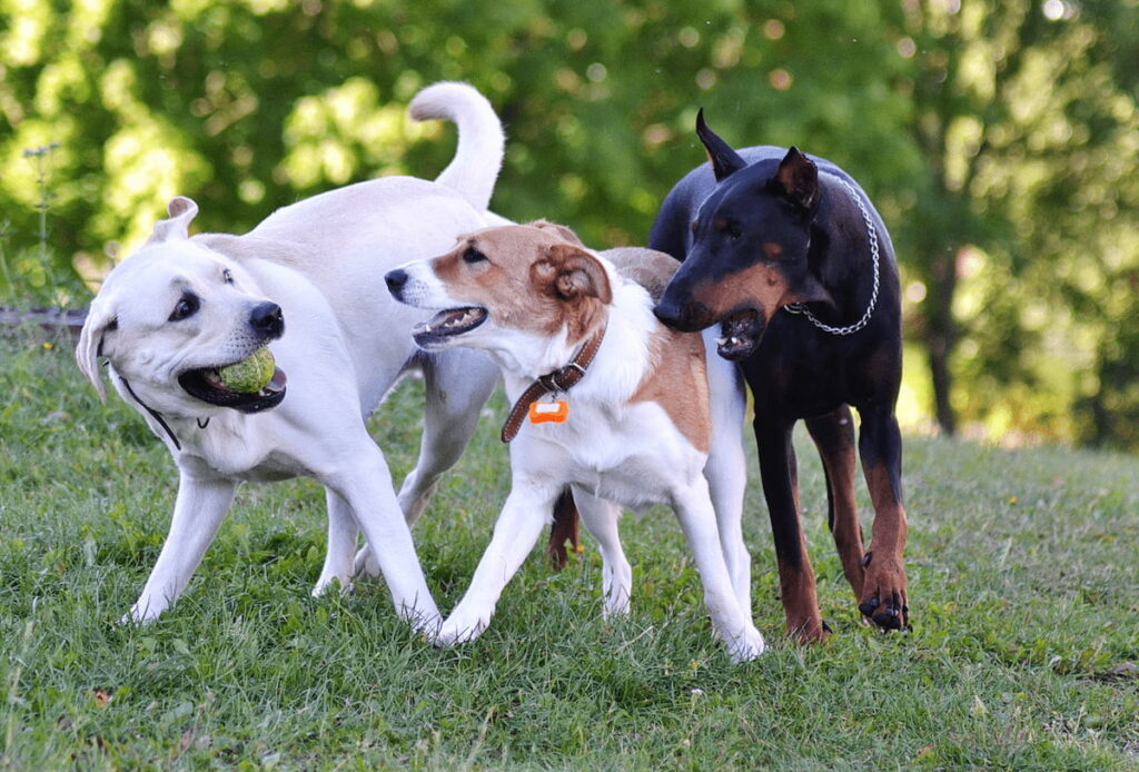 Trois chiens jouent ensemble, ils avancent côte à côte dans l'herbe. L'un d'eux tient une balle dans la gueule. Un moment de socialisation important.