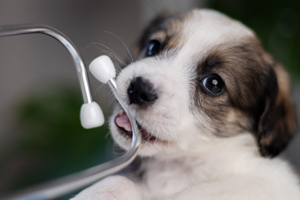 Portrait d'un chiot qui mord un stéthoscope