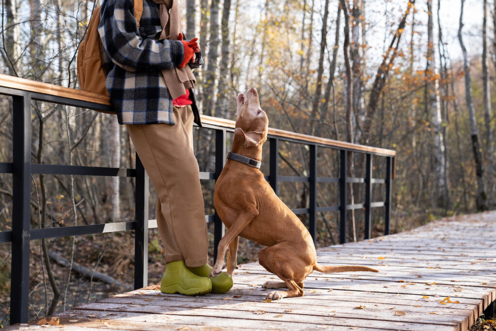 Un chien de type braque hongrois est sur un pont en bois en forêt. Sa propriétaire est adossée à la rambarde et le chien est assis face à elle et aboie comme pour réclamer quelque chose.