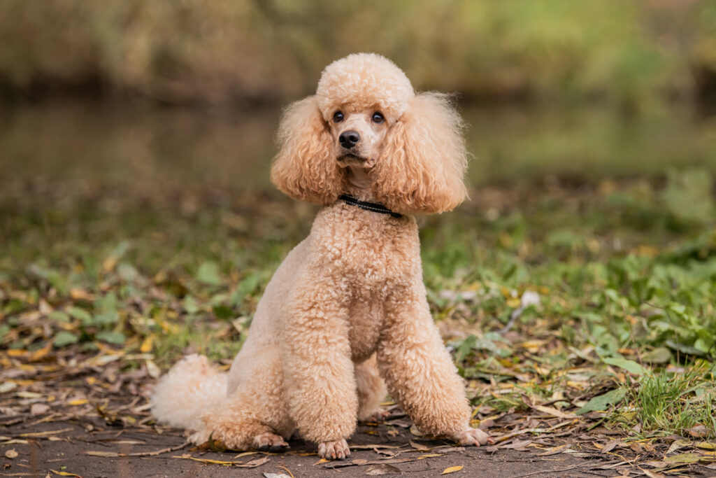 Chien de race caniche assis par terre et regardant sagement vers l'objectif.