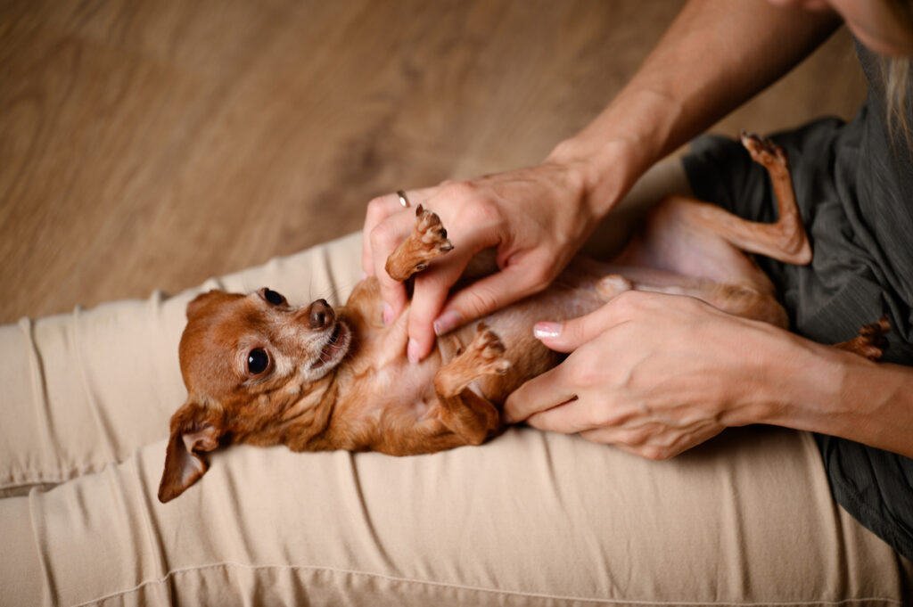 Chien chihuahua couché sur le dos sur les jambes d'une femme. Ses mains sont posées sur le thorax du chien qui a la gueule ouverte comme pour mordre.