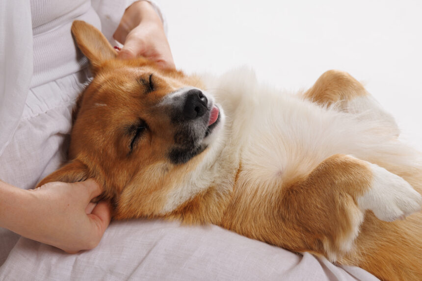 Un chien de race corgi est allongé sur le dos, sur les genoux d'une personne. Il a la langue sortie, les yeux fermés, il se fait masser au niveau des oreilles. Il semble beaucoup apprécier.