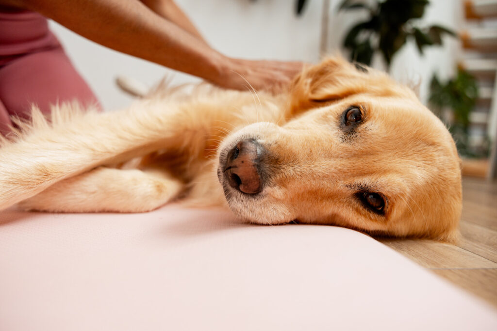 Chien golden retriever allongé sur le côté, se fait masser par des mains que l'on aperçoit sur lui. Le chien a un regard doux et semble beaucoup apprécier.