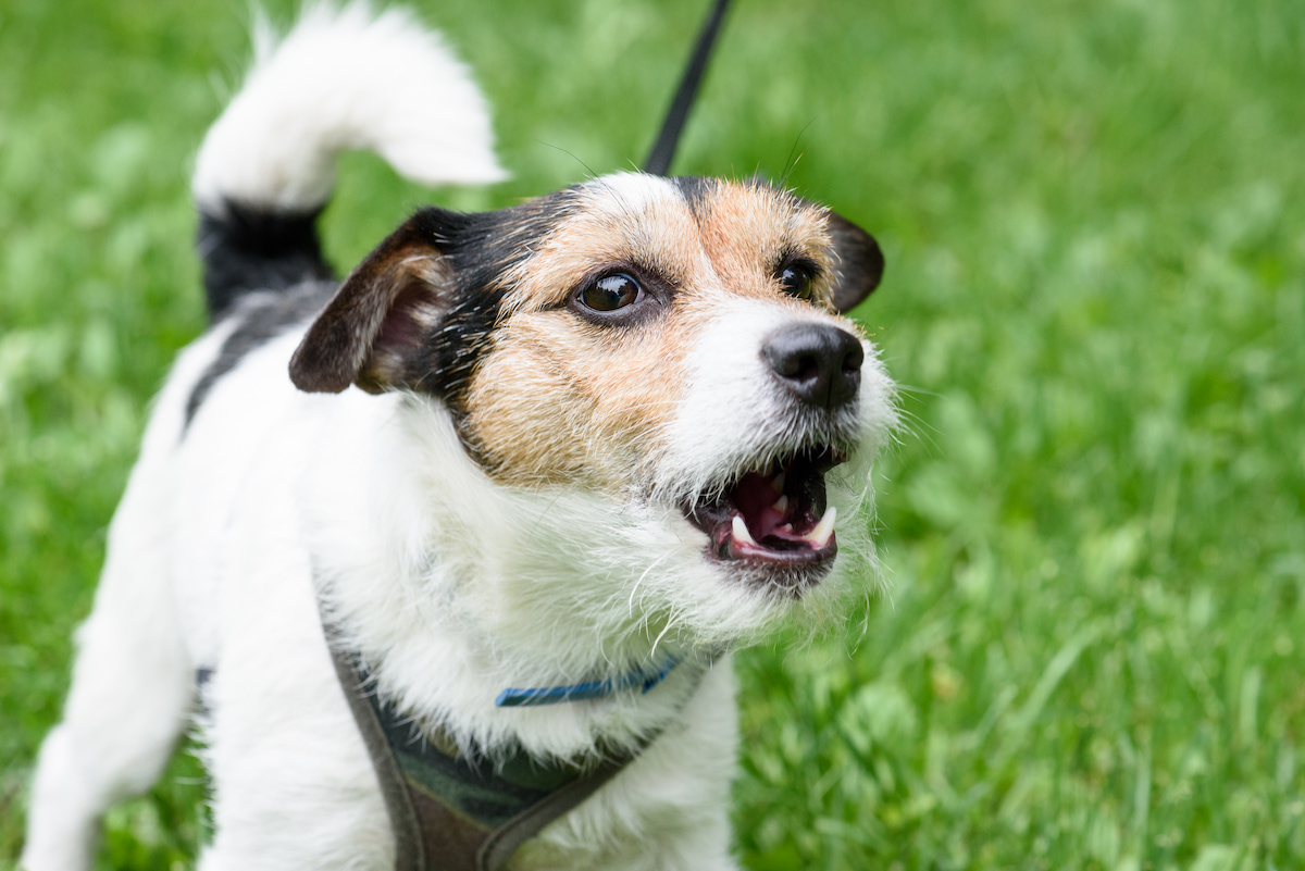 Un chien jack russel, debout sur l'herbe et tenue en laisse avec un harnais aboie