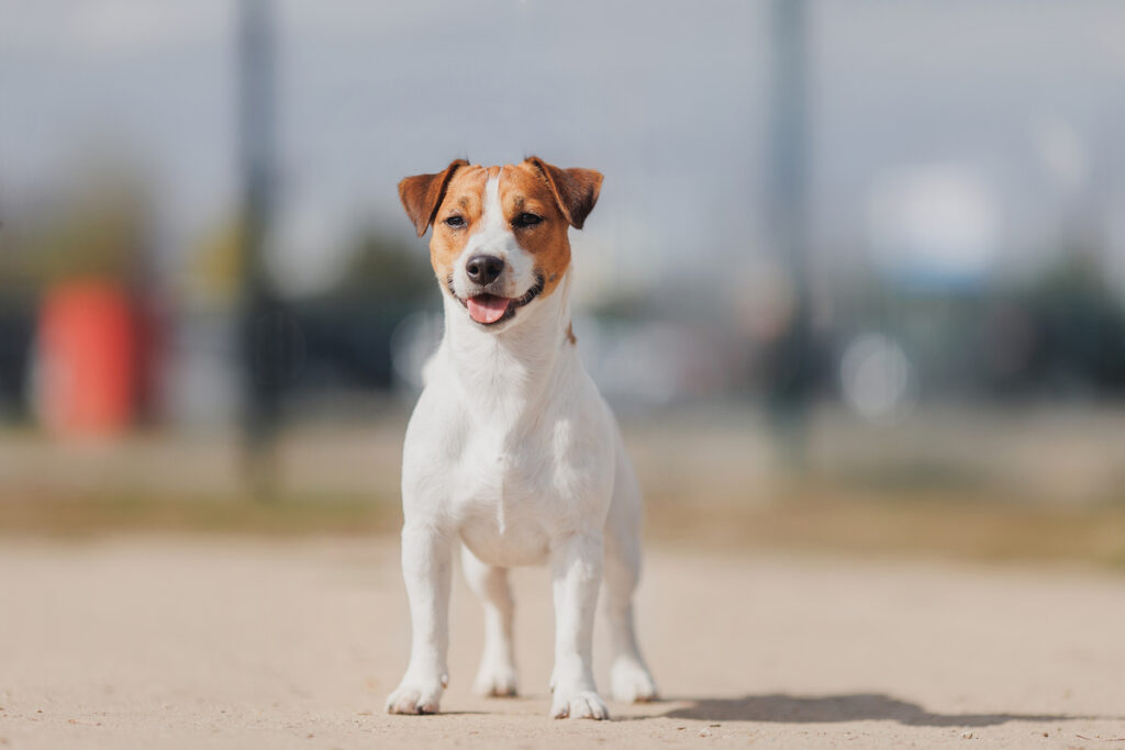 Photo d'un chien jack Russel debout se tenant fièrement, gueule ouverte