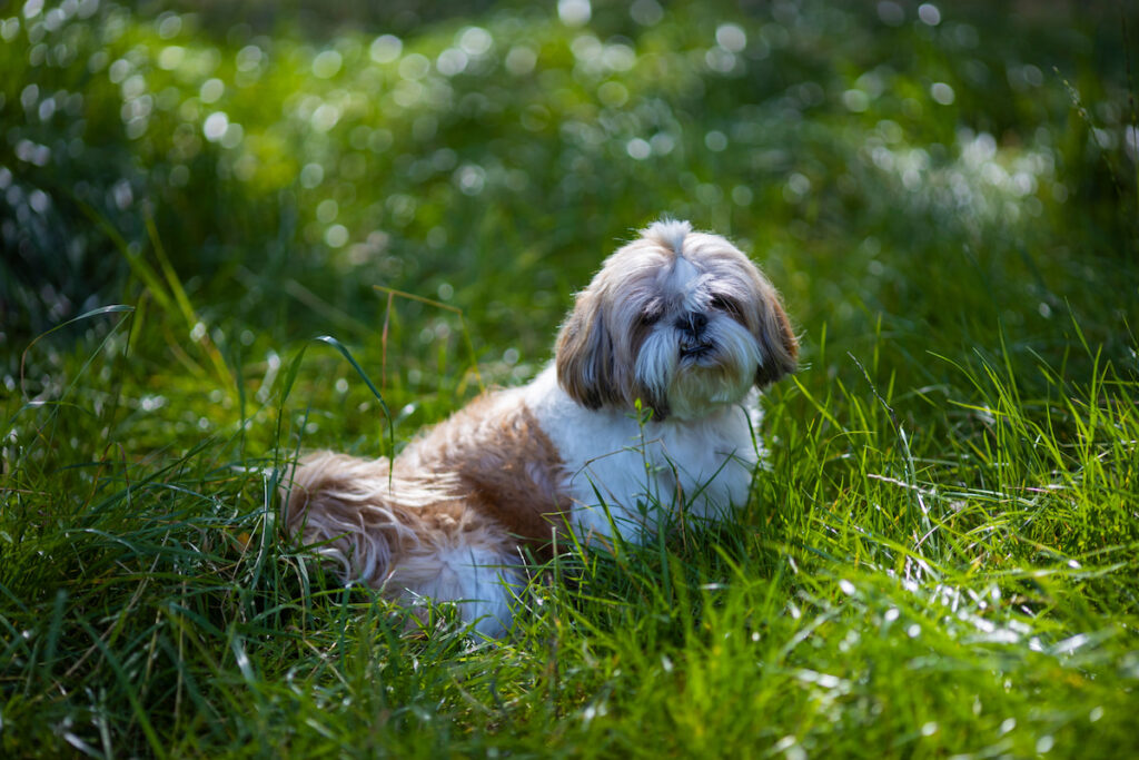 Chien de race shih tau assis dans l'herbe