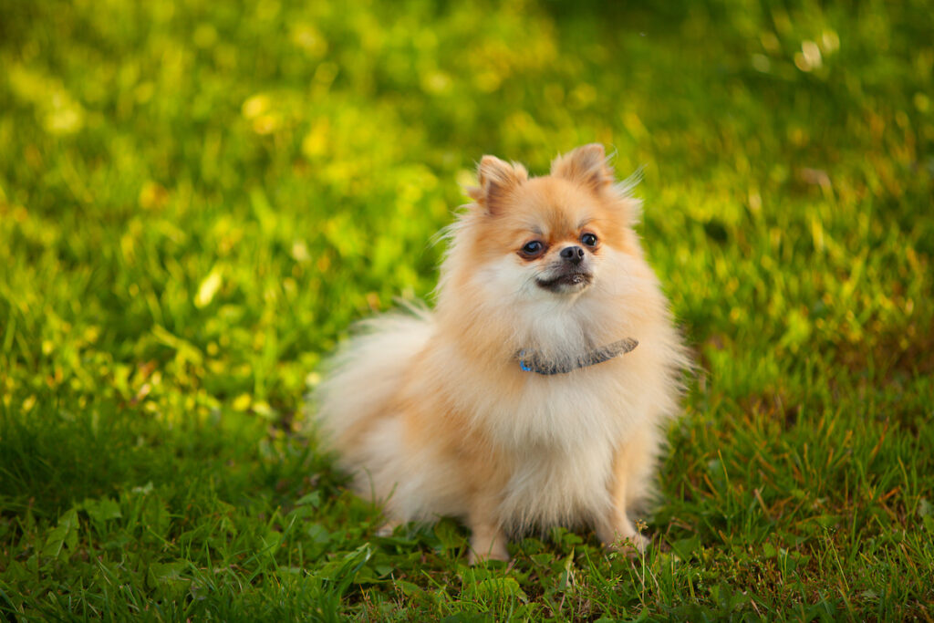Chien de race spitz assis dans l'herbe et au regard fier