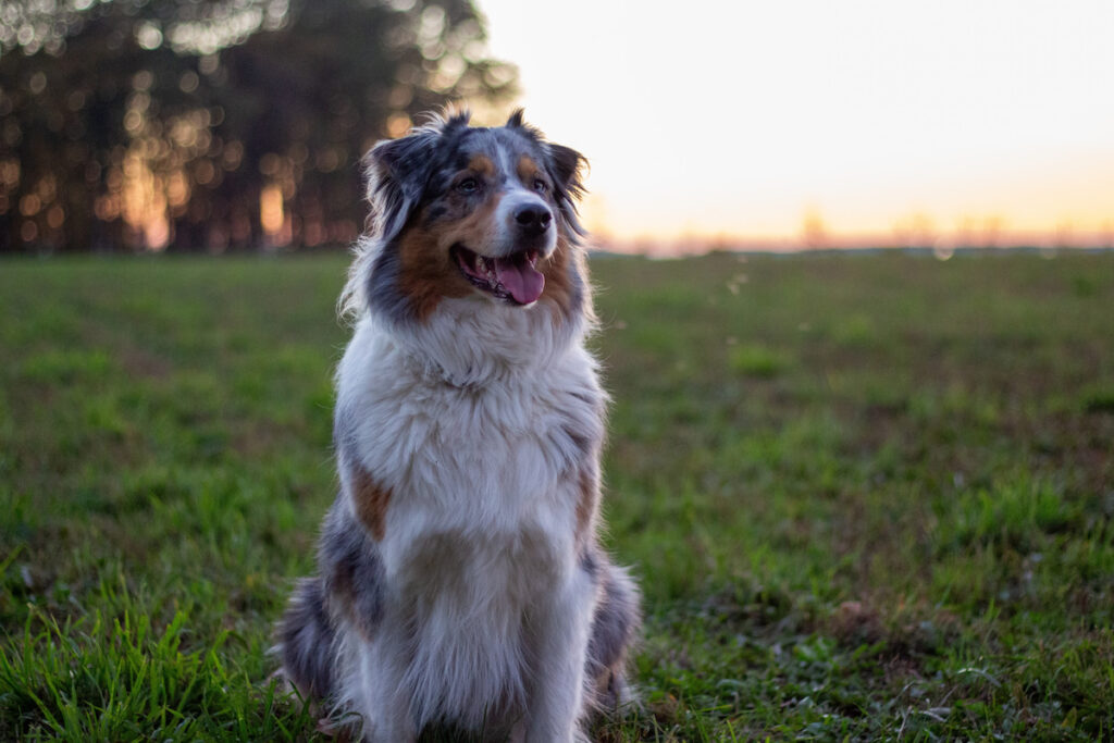 Chien de race berger australien assis dans l'herbe