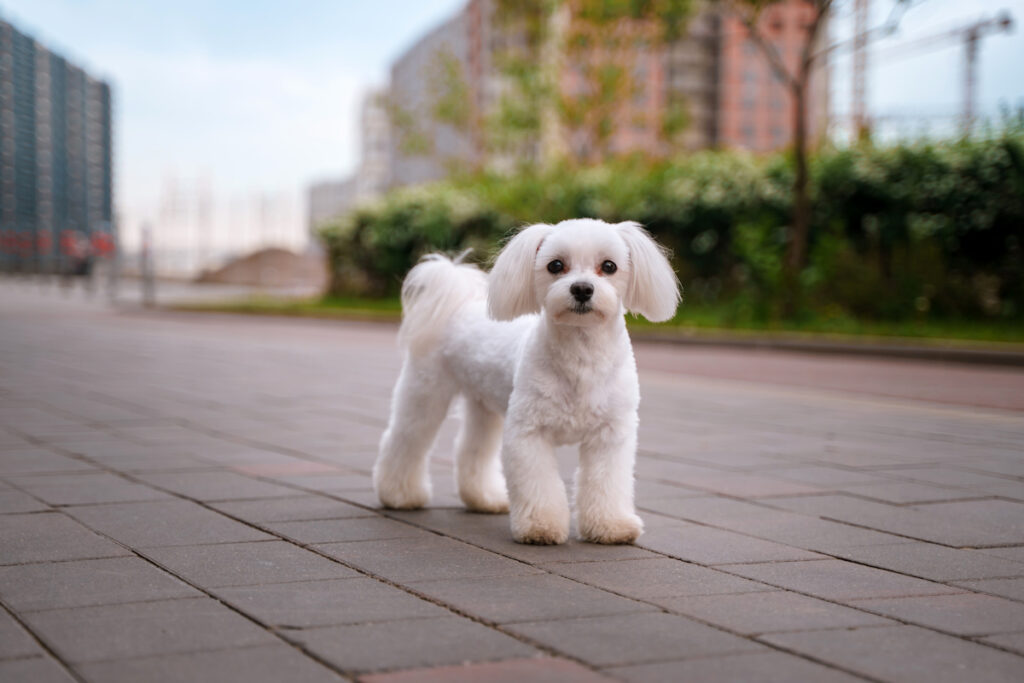 Chien de race bichon frisé (mais coupe rasé) se tient sagement debout sur un trottoir et regarde l'objectif.