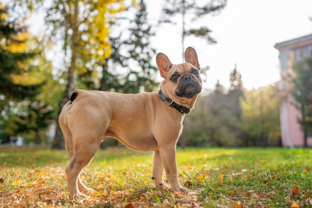 Chien de race bouledogue français debout dans un jardin. Il tourne la tête vers l'objectif.