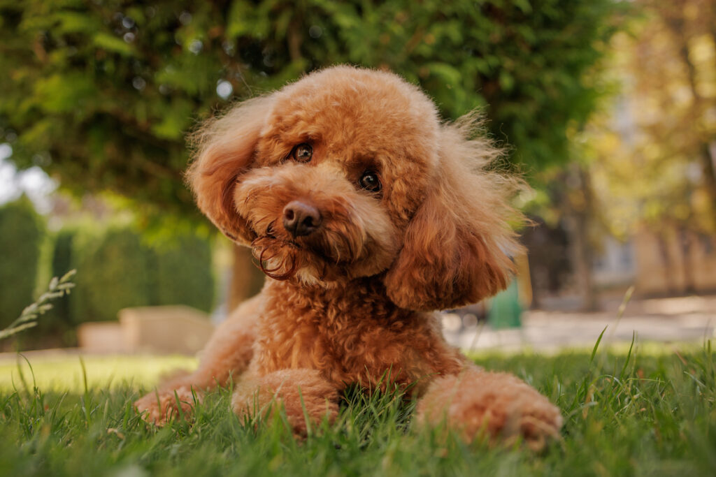 Chien de race caniche couché dans l'herbe. Il regarde l'objectif et penche la tête. 