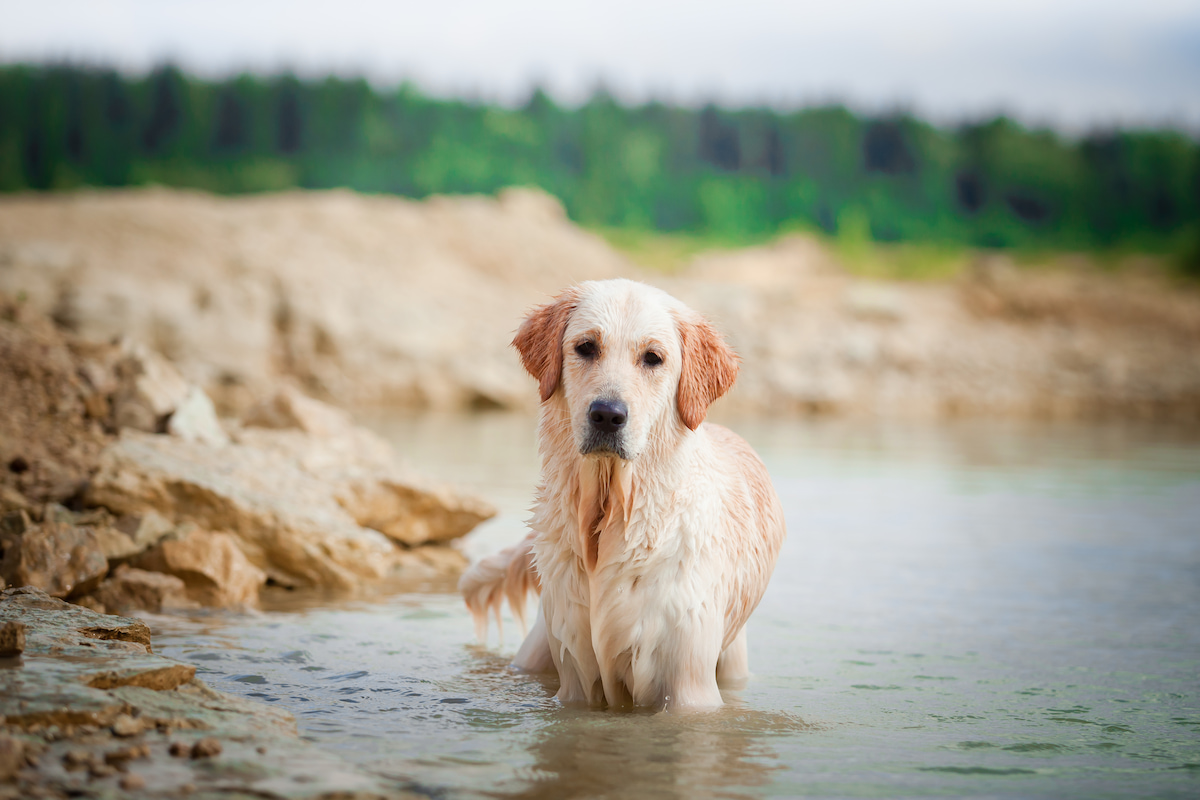 Chien golden retriever debout dans l'eau, regarde l'objectif