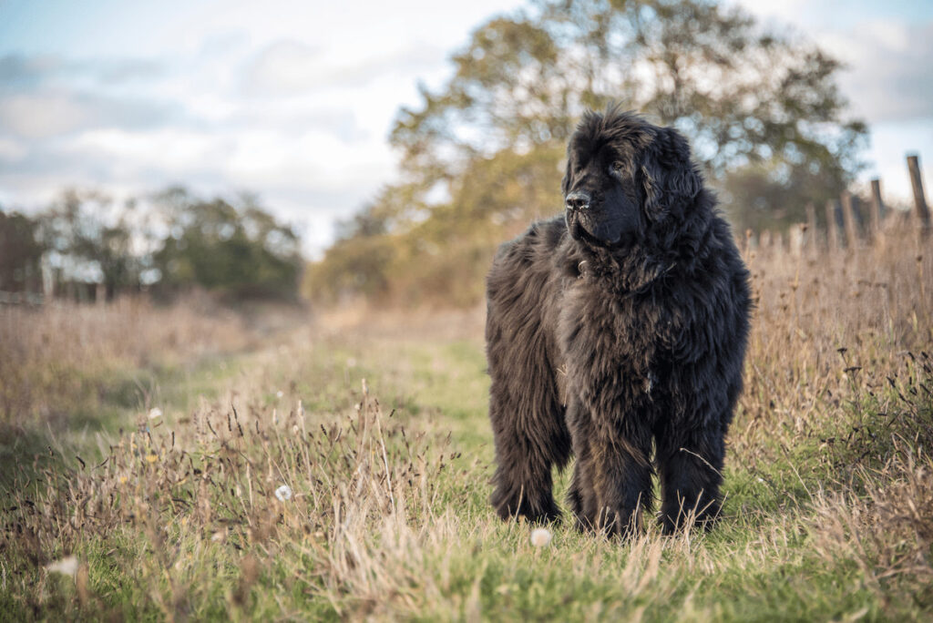 Chien de race terre neuve debout dans un chemin d'herbe. Il regarde au loin sur la gauche.