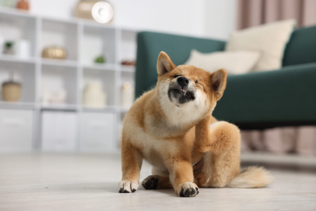Un chiot shiba inu est assis dans un salon et se gratte en faisant une grimace très mignonne (un oeil fermé, bouche ouverte d'un coté avec un croc sorti).