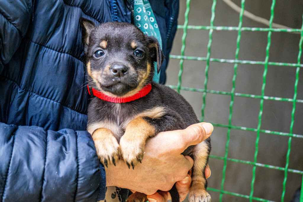Un chiot est tenu dans les bras d'une personne. On voit une grille derrière pouvant correspondre à la porte d'un box d'un refuge.