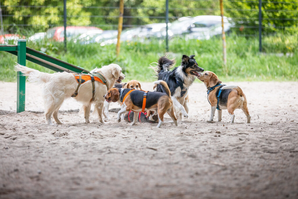 Environ six chiens sont en train de se renifler dans un parc canin