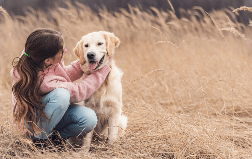 Une jeune fille est assise dans un champ de blé avec un jeune chien golden retriever qu'elle prend par le cou en le regardant comme pour lui parler